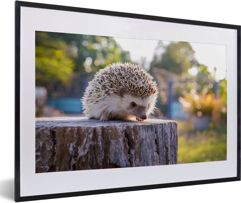 MuchoWow Gerahmtes Poster Igel auf einem Baumstamm 60x40 cm - Poster mit Schwarzem Bilderrahmen Wandposter Rahmen Foto Bilder - Schlafzimmer - Pl...