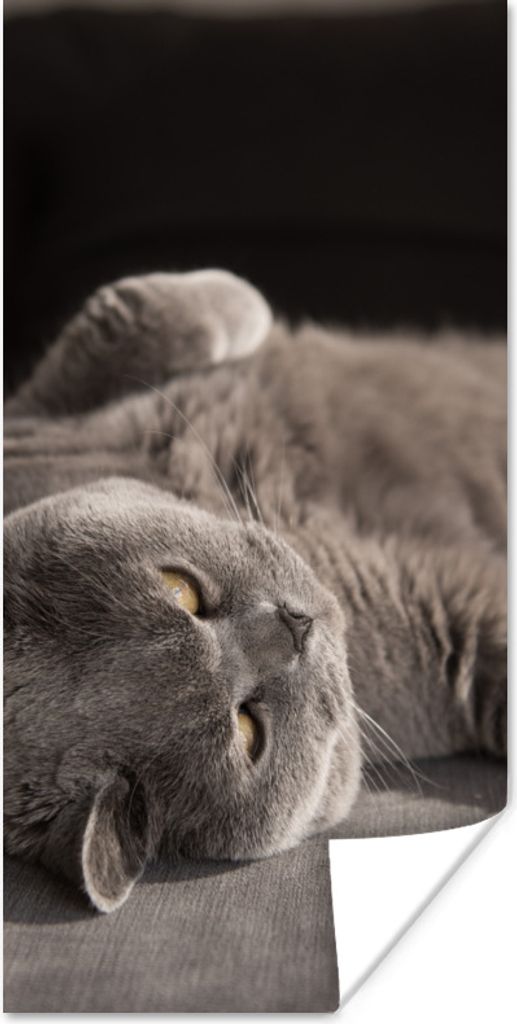 MuchoWow Poster Tier - Katze - Grau 40x80 cm - Dekoration