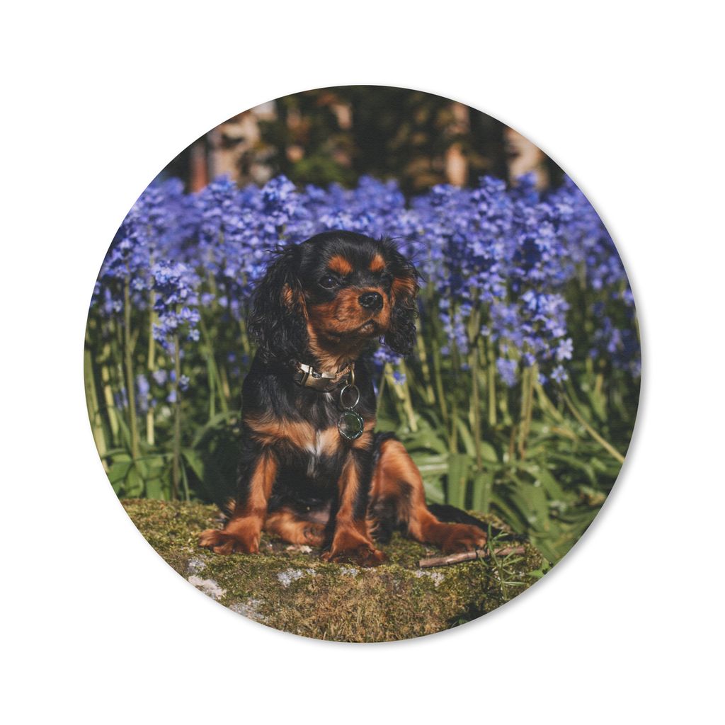 MuchoWow Mauspad Mousepad Ein Cavalier King Charles Spaniel zwischen den blauen Blumen 40x40 cm - Mousepads - Maus Mat - Pad - Mausunterlage - Sc...