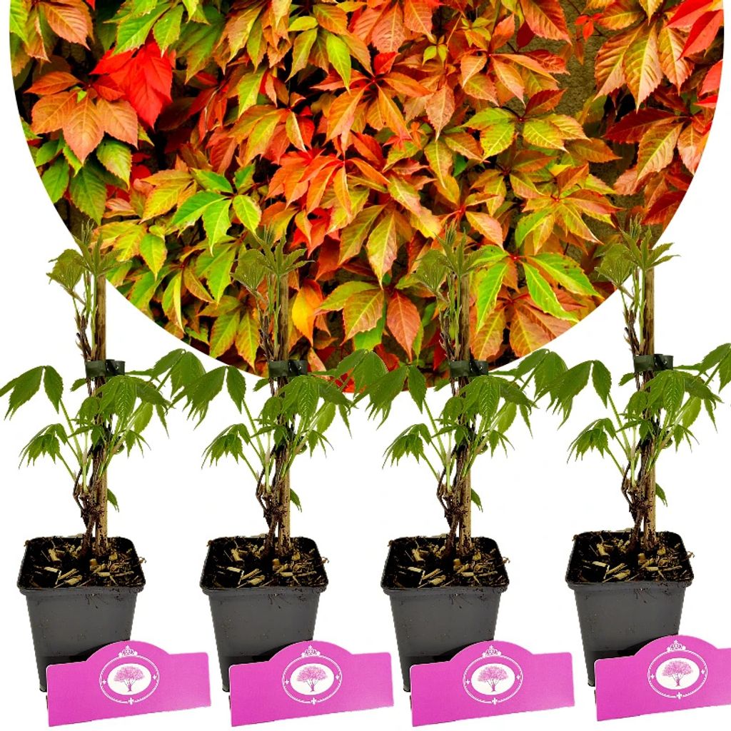 Set mit 4 Jungfernrebe – Parthenocissus quinquefolia – Höhe 35cm – 9cm Topf