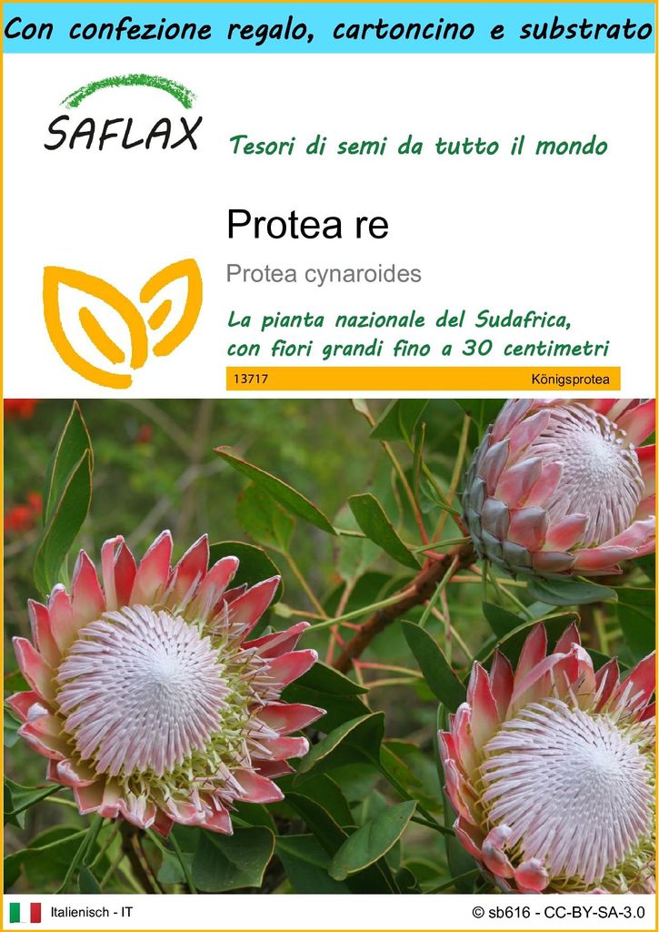SAFLAX Set regalo - Protea re - 5 semi - Protea Immagine del prodotto 