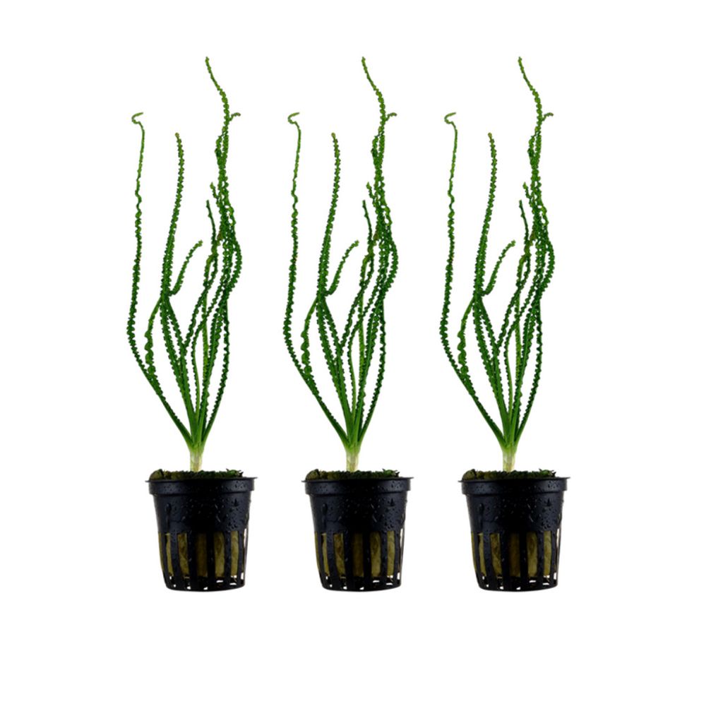 Aquarium Pflanze 3 Stück Crinum calamistratum Wasserpflanze Tropica Nr.094A Set