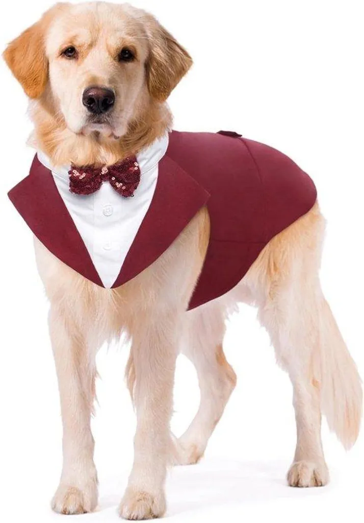 Smoking pour chien confortable qui ne gratte pas idéal pour les fêtes
