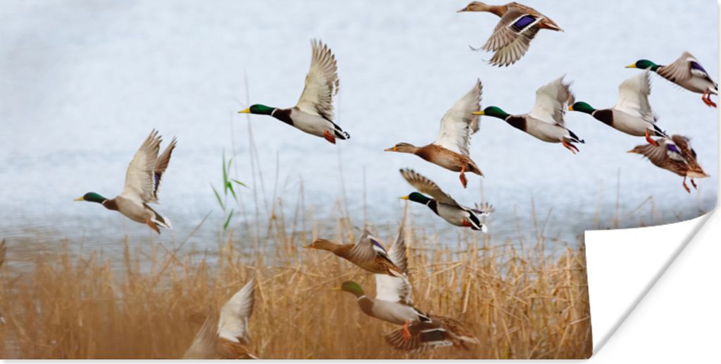 MuchoWow Poster Ente - Vogel - Schilf - Wasser - Enten 80x40 cm - Wanddeko