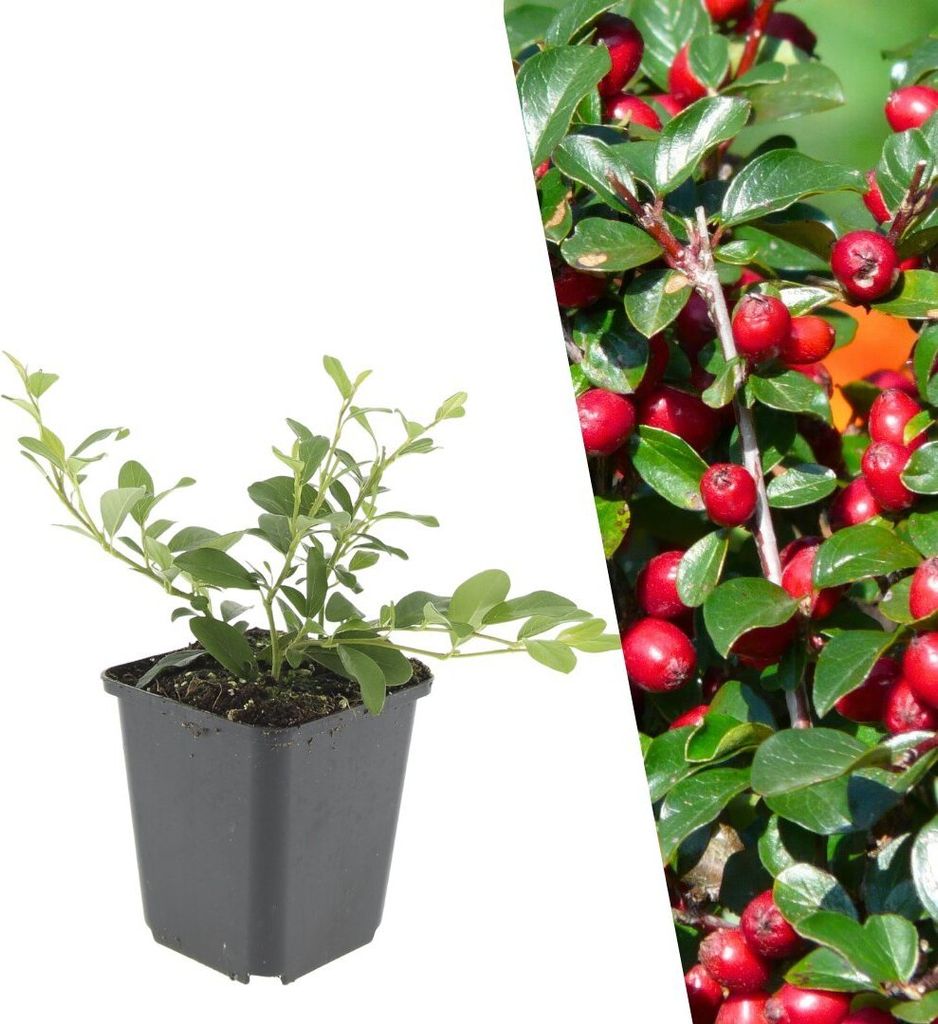 Plants by Frank | 60 Zwergmispel Pflanzen | Cotoneaster Produktbild 