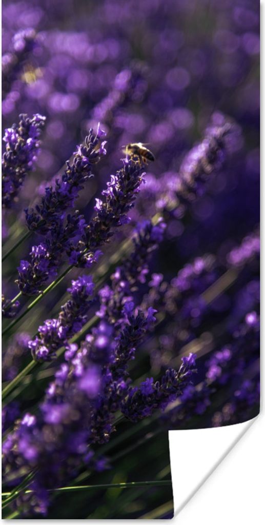 MuchoWow Poster Nahaufnahme von Lavendel mit Biene 80x160 cm - Kinderzimmer