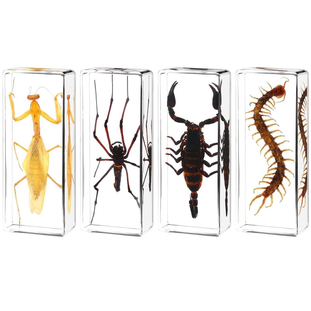 Extra Large 4 Piece Insect Resin Specimen Bug Taxidermy Collection für Wissenschaft, Bildung, Naturstudium und Home Decoration