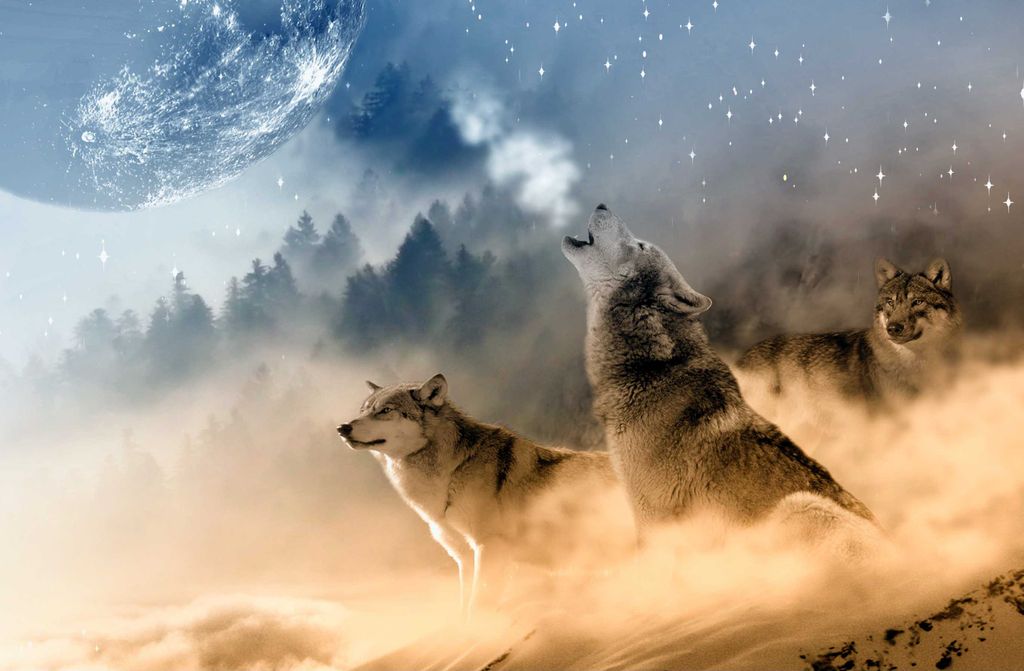 hansepuzzle 35422 - Wolf Puzzle, 500 Teile, Tierwelt, 46,0 x 30,0cm mit hochwertiger Aufbewahrung, Kartonbox und wiederverschließbarem Beutel