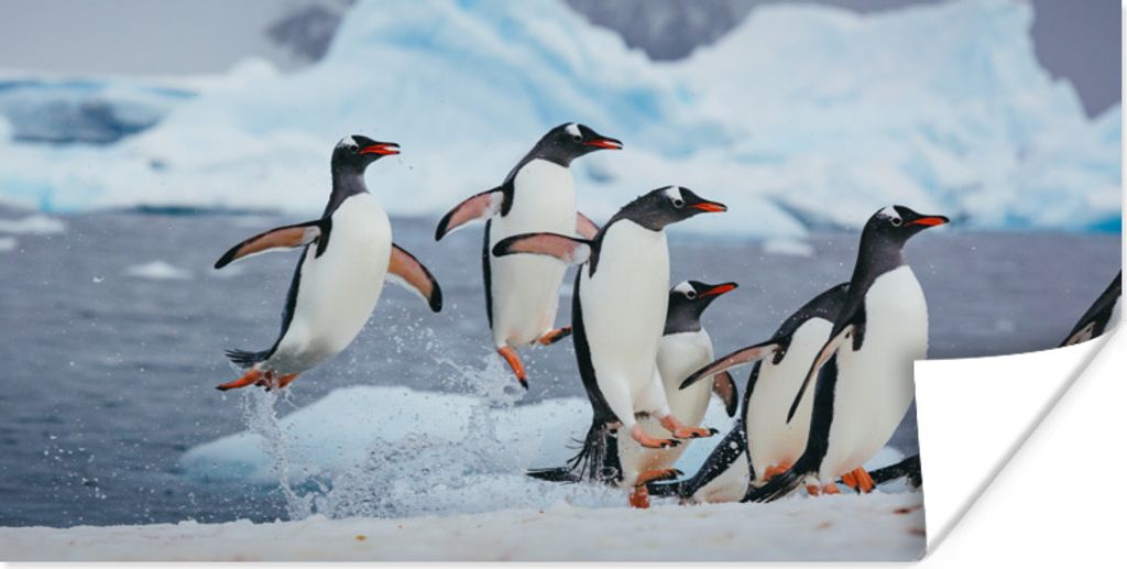 MuchoWow Poster Pinguine springen aus dem Wasser 160x80 cm - Foto Poster