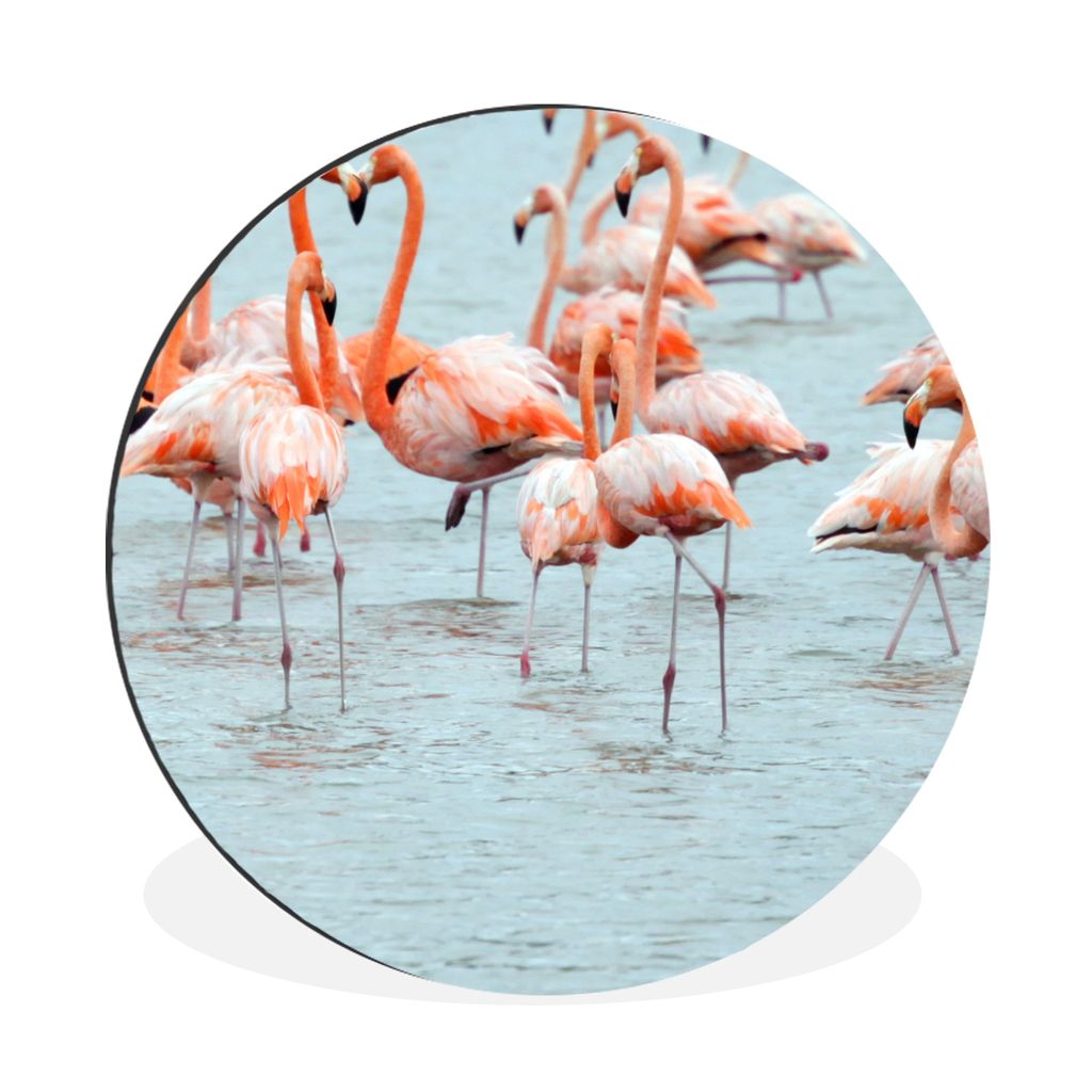 MuchoWow Aluminium Wandkreis Eine Gruppe von Flamingos im Wasser Ø 30 cm Wanddeko Modern Wohnzimmer - Wand Bild - Wohnzimmer - Runde Bilder - Al...