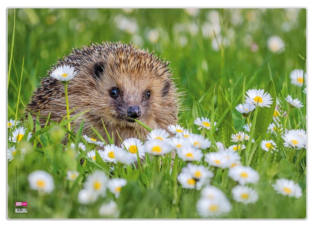 VELOFLEX Schreibtischunterlage Kunststoff Igel