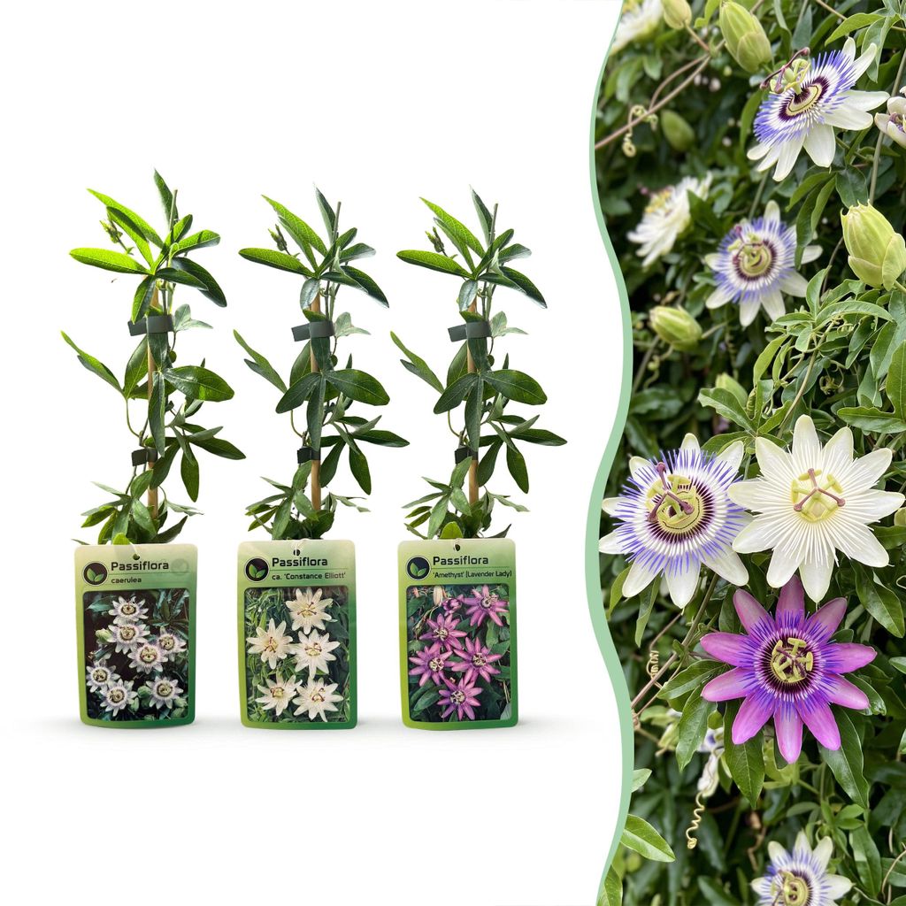 Green boutiQ - Passiebloem - Passiflora Tricolour  - Bloem Image du produit 