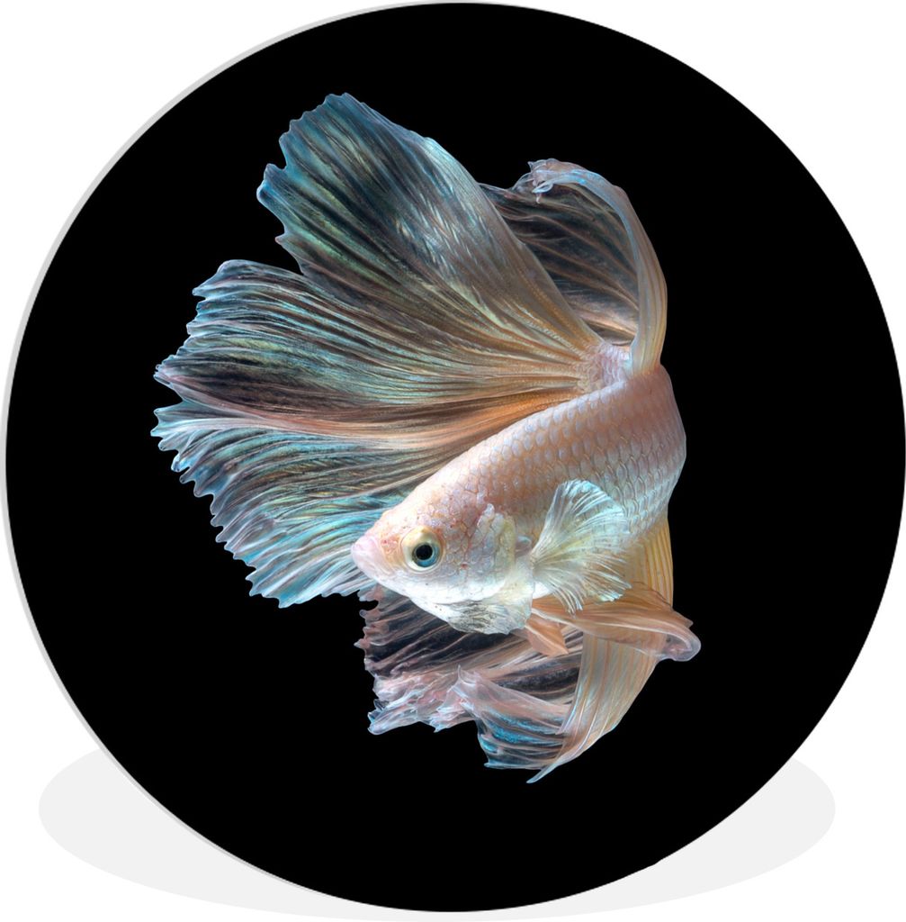 MuchoWow Rundes Wandbild - Runde Bilder Fisch - Schwanz - Schwarz Ø 30 cm Kreis Wanddekoration Kunststoff - Wandkreis - Wandschmuck - Schlafzimm...