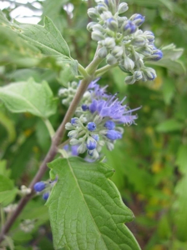 Bartblume Blue Balloon - Caryopteris clandonensis - duftend - 30-40