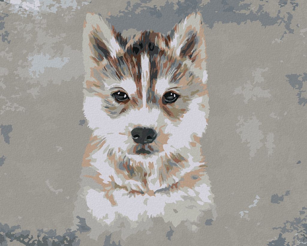 Zuty - Malen nach Zahlen - HUSKY AUF DEM GRAUEN HINTERGRUND, 40x50 cm, ohne Keilrahmen