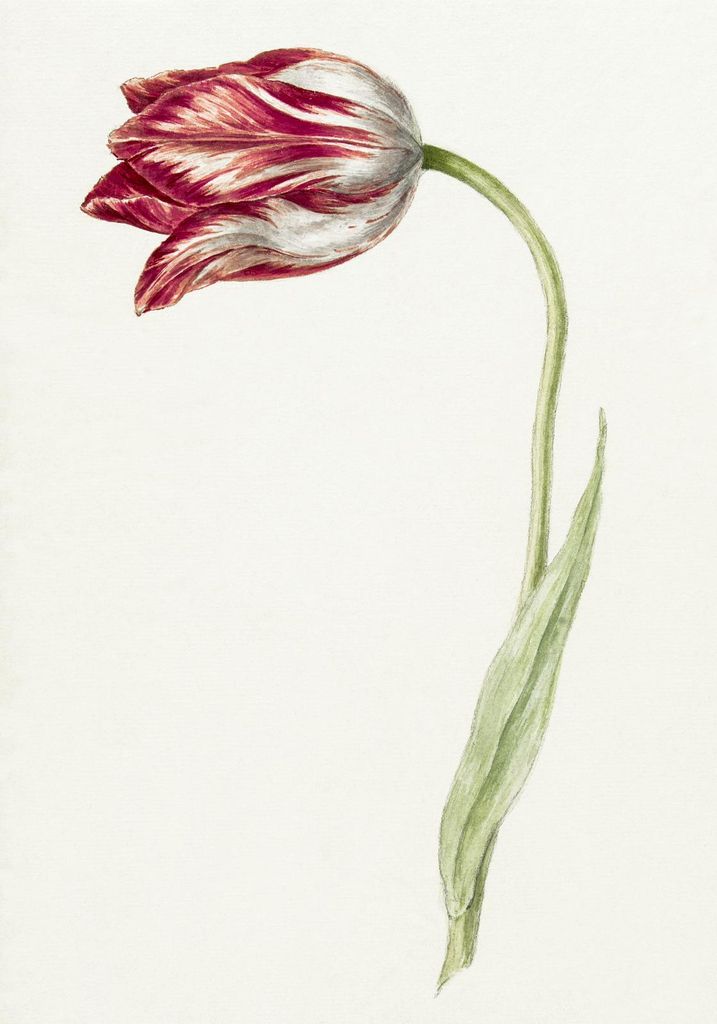 Plakat 70x100cm Rosa Tulpe, Jean Bernard Vintage für das Wohnzimmer
