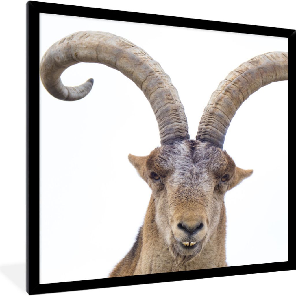 MuchoWow® Gerahmtes Poster Capricorn für weißen Hintergrund Produktbild 