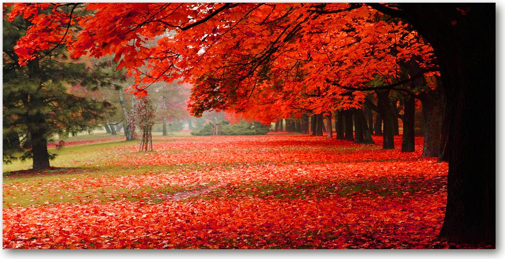 Tulup Glas-Bild - 100x50 -Wandkunst - Wandbild hinter gehärtetem Sicherheitsglas - Blumen & Pflanzen - Bäume im Herbst - Rot