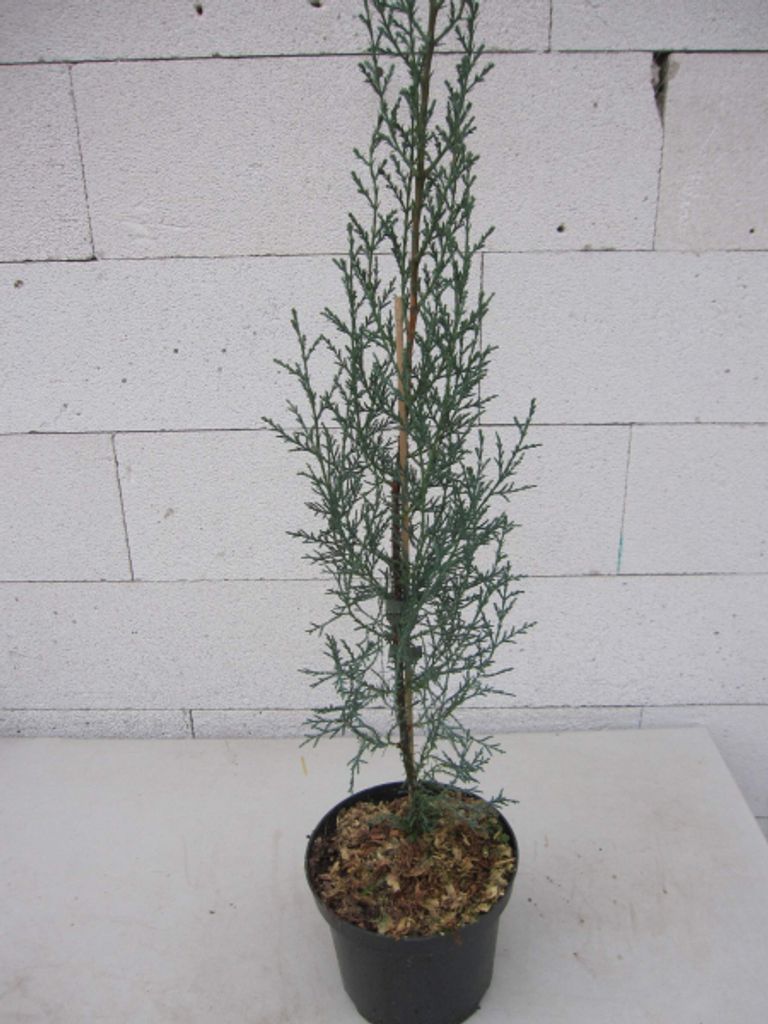 Mittelmeerzypresse Elbchaussee - Cupressus sempervirens Elbchaussee - 60-100cm