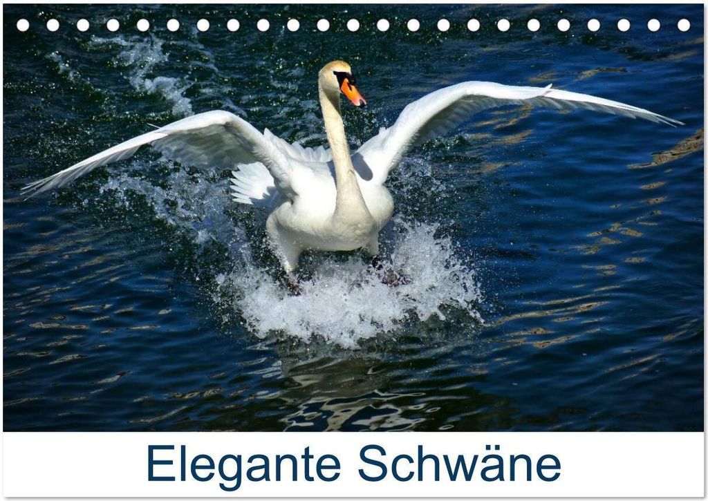 Elegante Schwäne (Tischkalender 2026 DIN A5 quer), CALVENDO Monatskalender