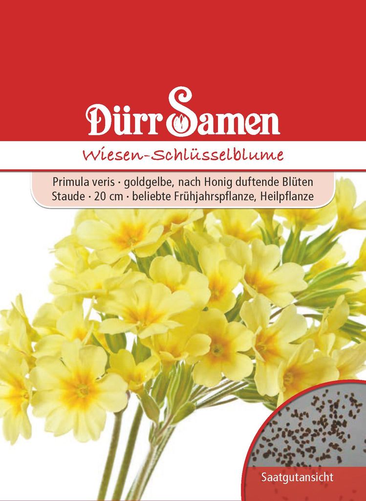Wiesenschlüsselblume | Wiesenschlüsselblumensamen von Dürr Produktbild 