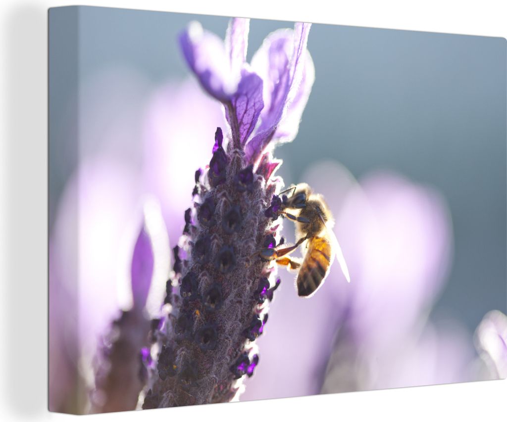 OneMillionCanvasses - Leinwandbilder - 150x100 cm, Nahaufnahme von Lavendel vor einem bunten Hintergrund, Wandbilder Kunstdruck Wanddekoration