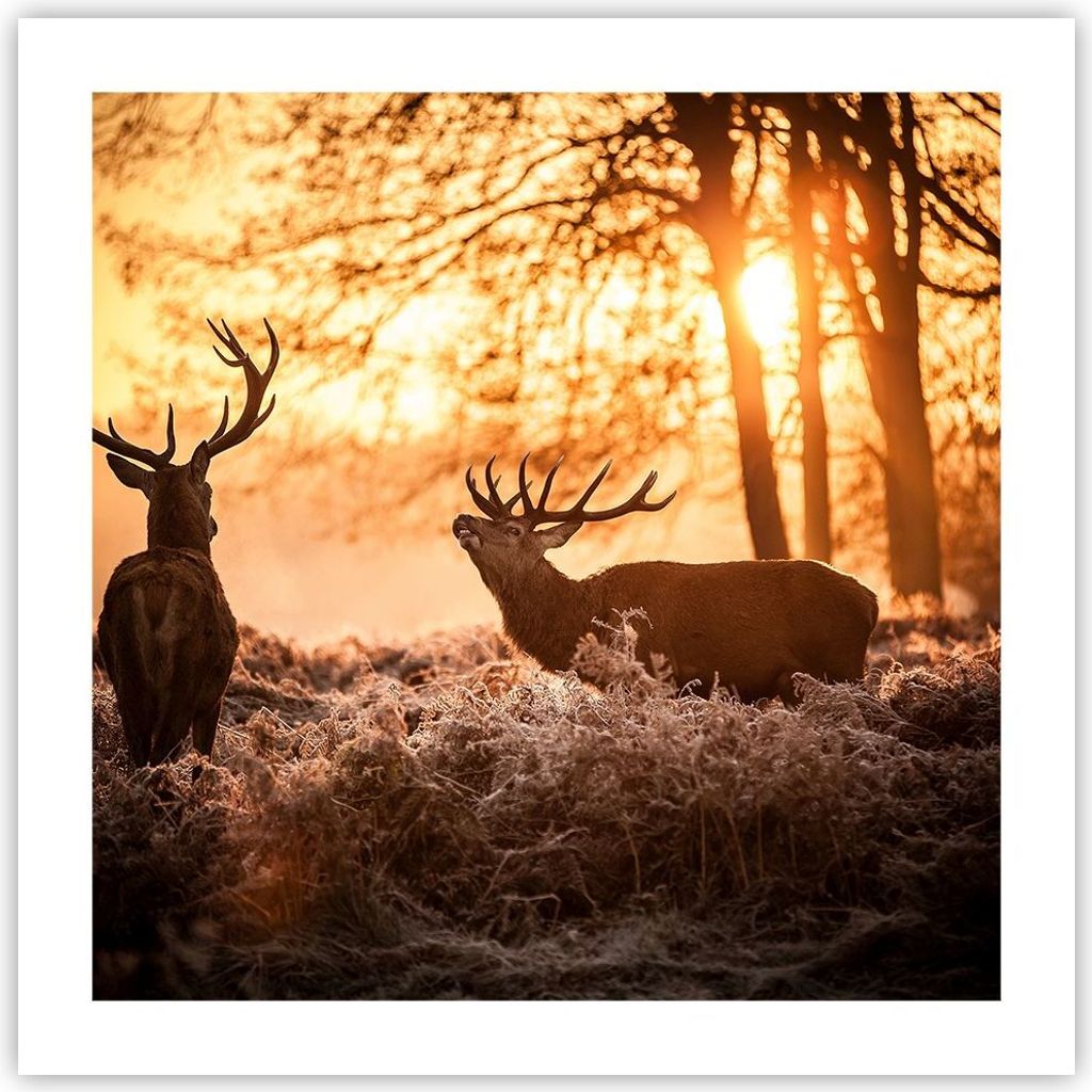 Poster - Poster ohne Rahmen - Deer Heidekraut Tier - 50x50 Produktbild 
