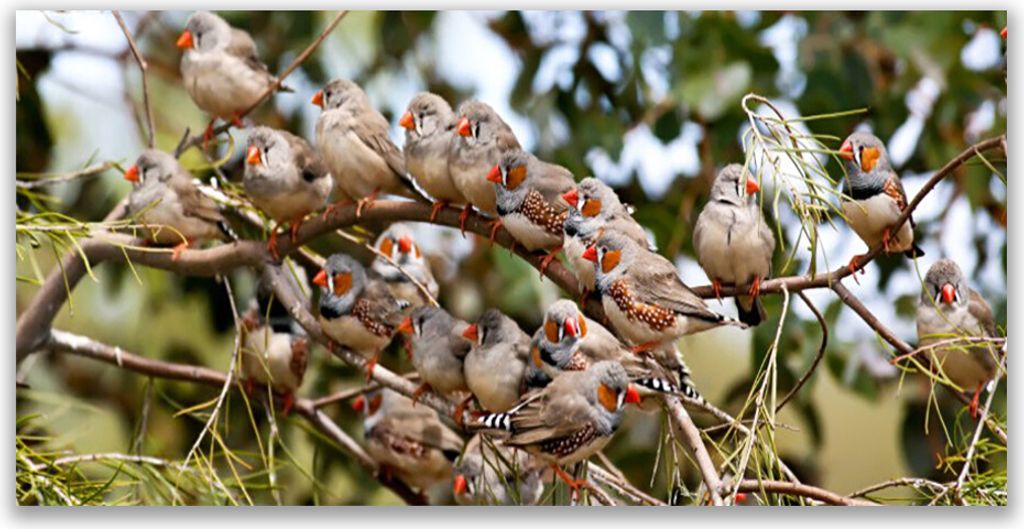 Acrylglasbilder 120x60 Wandbild Druck Vögel Tiere