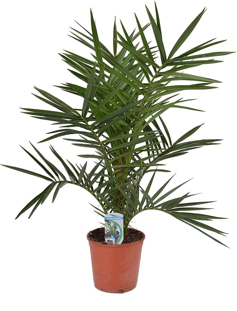Kanarische Dattelpalme 60 cm - Phoenix canariensis - Produktbild 