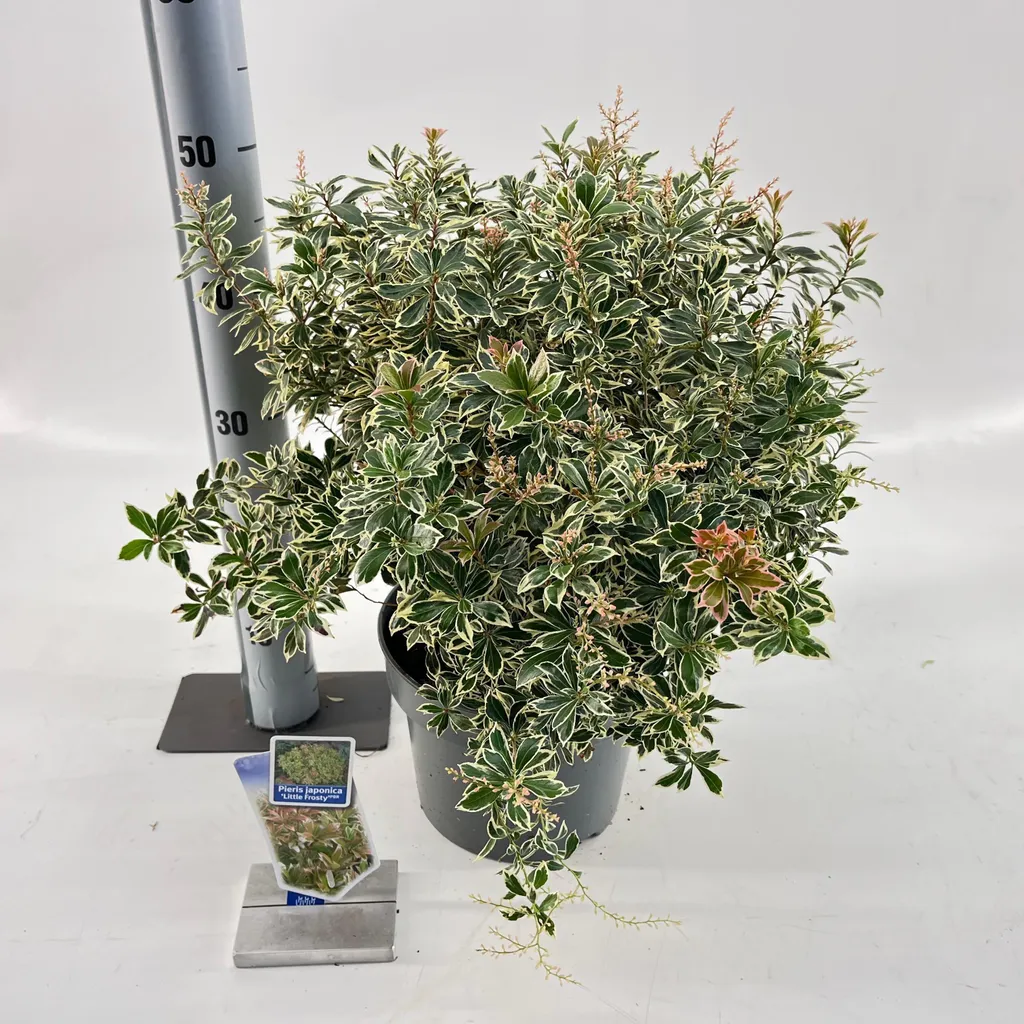 Pieris Jap. Little Frosty PBR - Arbuste persistant pour terre acide