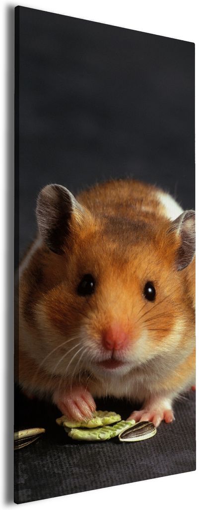 Wallario Premium Leinwandbild Putziger Hamster mit Nüssen zwischen den Pfoten in Größe 50 x 125 cm