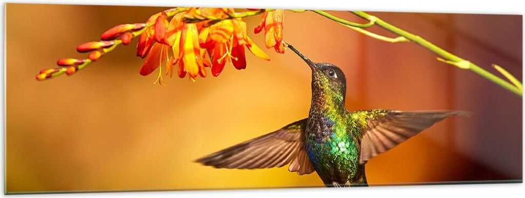 Bilder auf glas - Kolibri Vogel Sommer - 160x50cm - Glasbilder - Wandbilder - Kunstdruck - zum Aufhängen bereit - Wanddekoration aus Glas - Glas B...