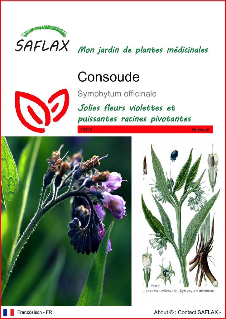 SAFLAX  - Consoude - 15 graines - Symphytum Image du produit 