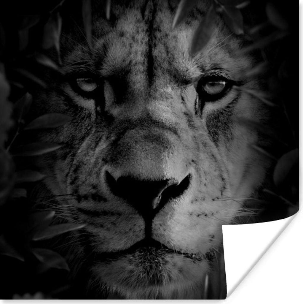 MuchoWow Poster Tiere - Löwe - Natur - Schwarz - Weiß 100x100 cm - Babyzimmer