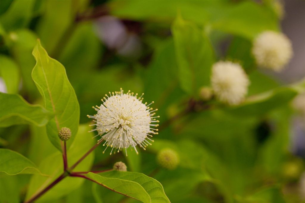 Cephalanthus occidentalis 'Fiber Optics', Knopfbusch, 30–40 cm