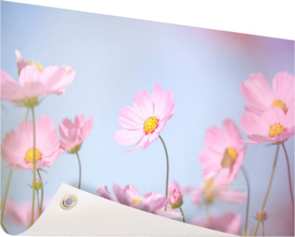 Gartenposter - 60x40 cm - Schöne hellrosa Blüten - Modernes Wandbilder - Natur