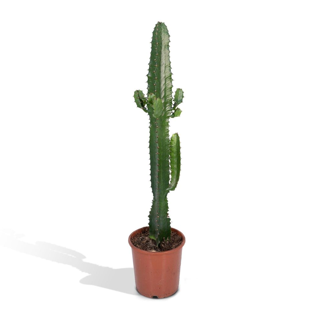 Meergroothandel Euphorbia Acruensis (Kaktus-Wolfsmilch) - 50 cm, Ø 17 cm
