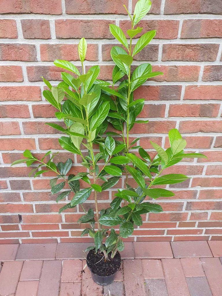10 Stück Kirschlorbeer Pflanzen, Höhe: 100-125 cm, Topfvolumen: 3 Liter, Sorte: Prunus laurocerasus Novita.