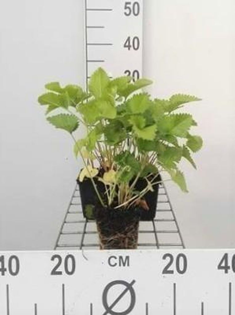 6 x Stachys grandiflora 'Superba' - Ziest - Topf 9 x 9 cm