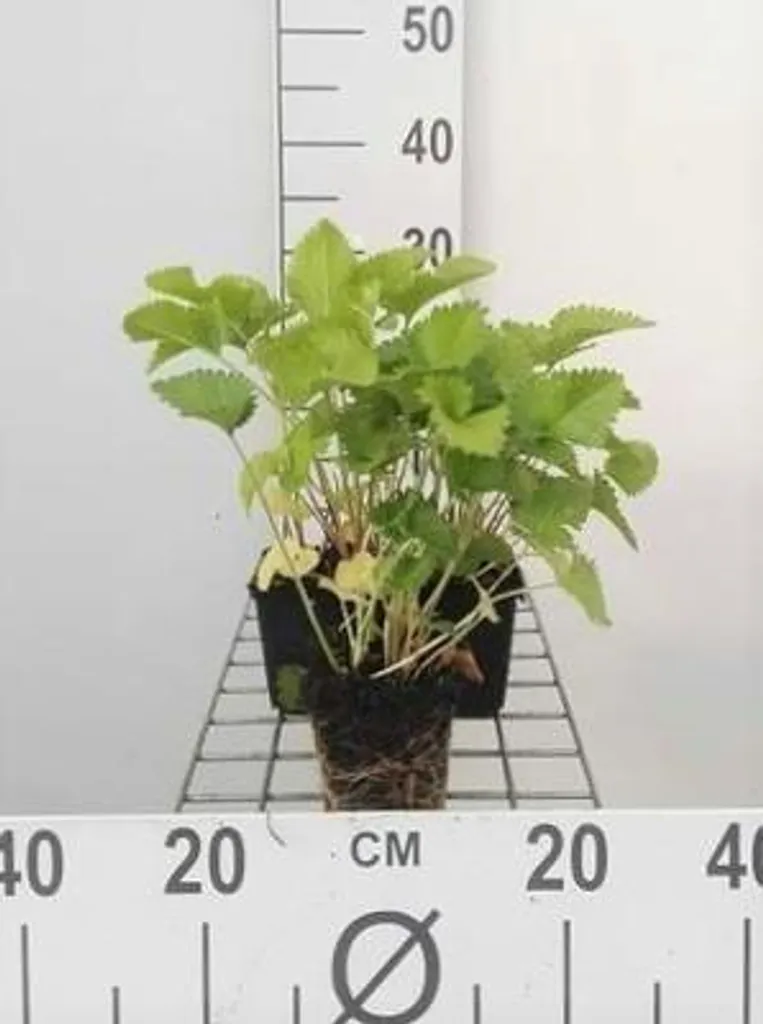 Plante vivace Stachys grandiflora Superba - Lot de 6 godets de 9 cm