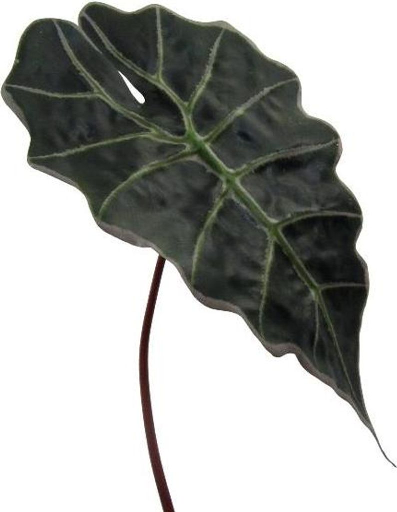 artplants.de Kunst Blatt Alocasia Sanderiana ALEPU, grün, 65cm - Kunstpflanzen Blatt