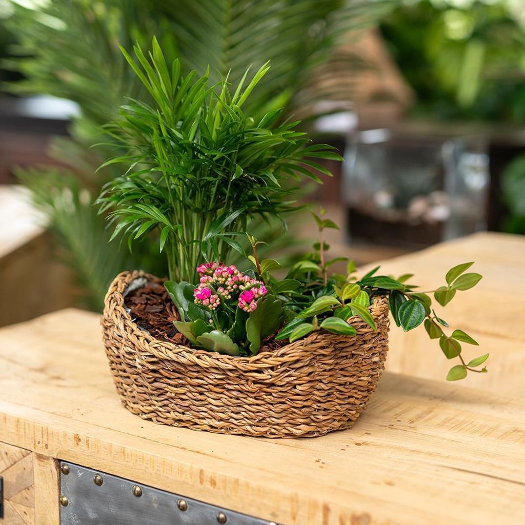 Seegras Korb Schale natur 24 x 16 x 8cm mit Einsatz Blumentopf geflochten Aufbewahrungskorb Übertopf Blumenkorb