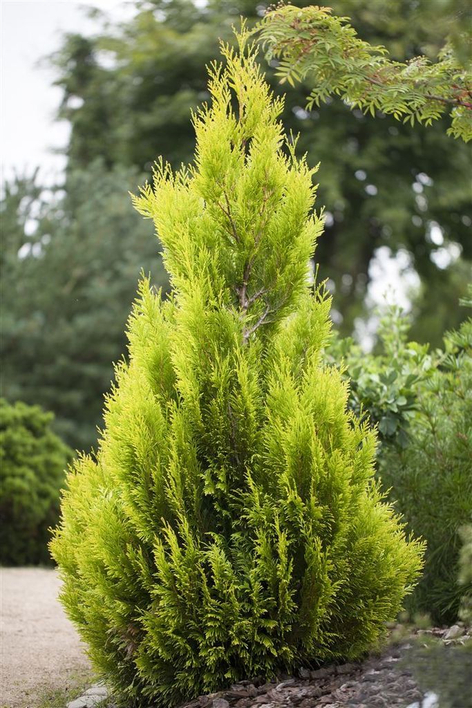 Thuja plicata '4ever Goldy' , gelbgrün, 80–100 cm