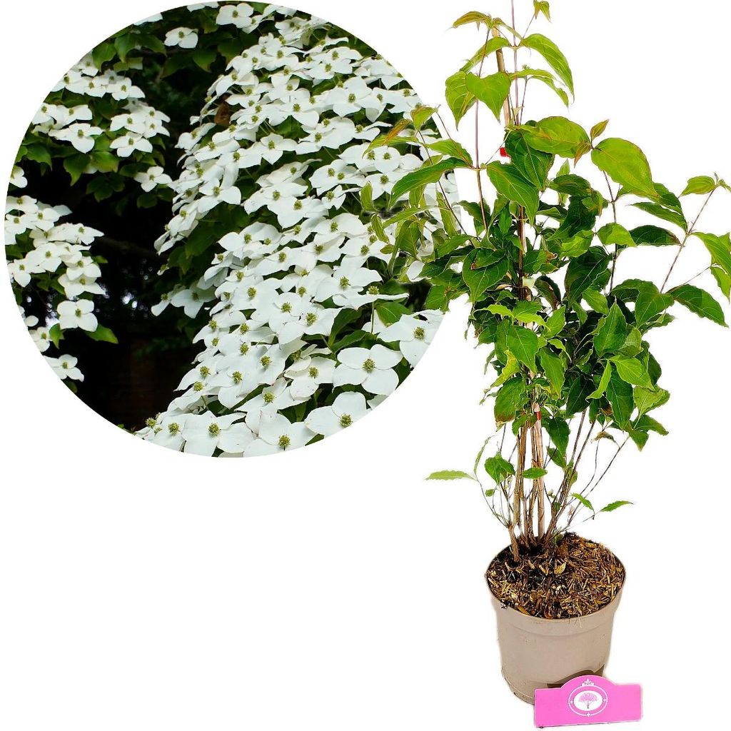 Cornouiller du Japon 'Chinensis' (Cornus kousa Image du produit 