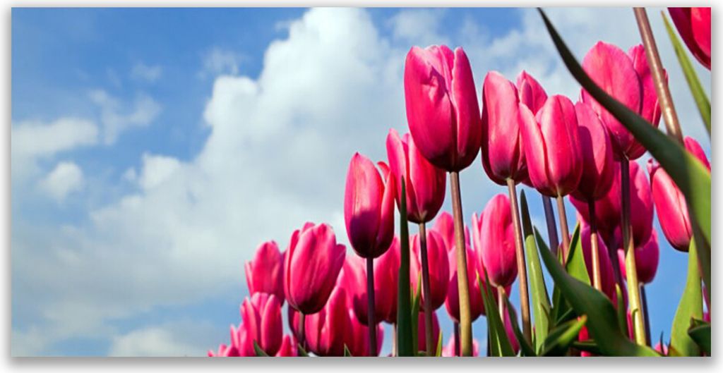Küchenrückwand aus Glas 140x70cm Spritzschutz Tulpe Pflanzen