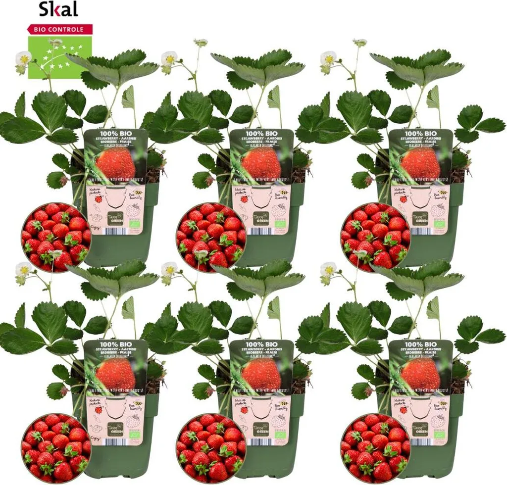 Plants de Fraisiers en lot de 6 - Sélection pour balcon et jardin