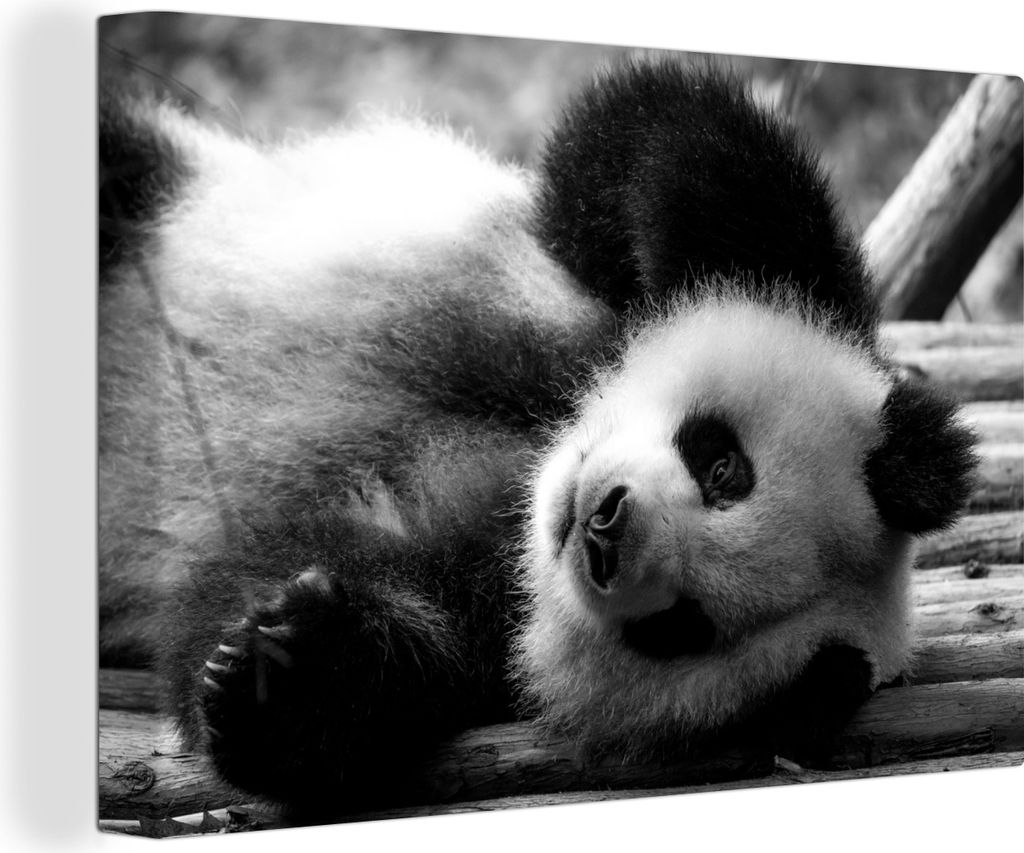 OneMillionCanvasses - Leinwandbilder - 140x90 cm, Tierprofil rollenden Panda in schwarz und weiß, Wandbilder Kunstdruck Wanddekoration