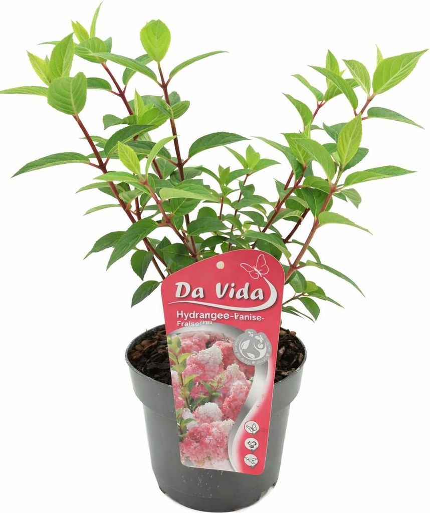 Hortenzie Vanille Fraise – Hydrangea paniculata, Obrázok produktu 