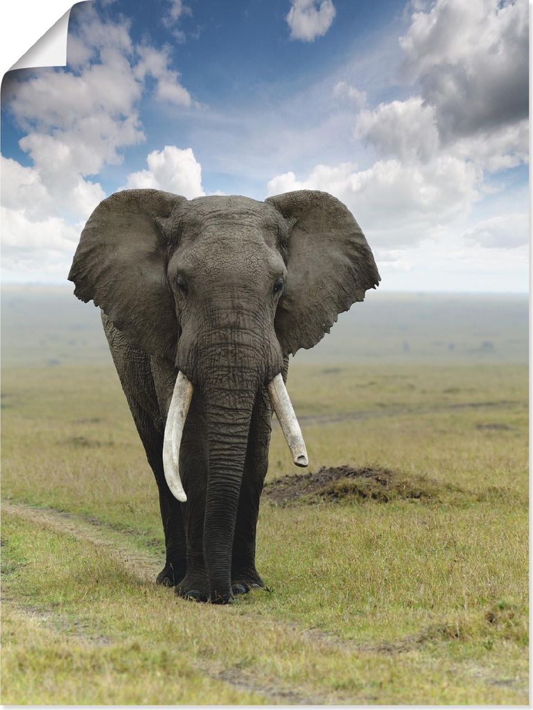 ARTland Poster Elefant Größe: 30x40 cm
