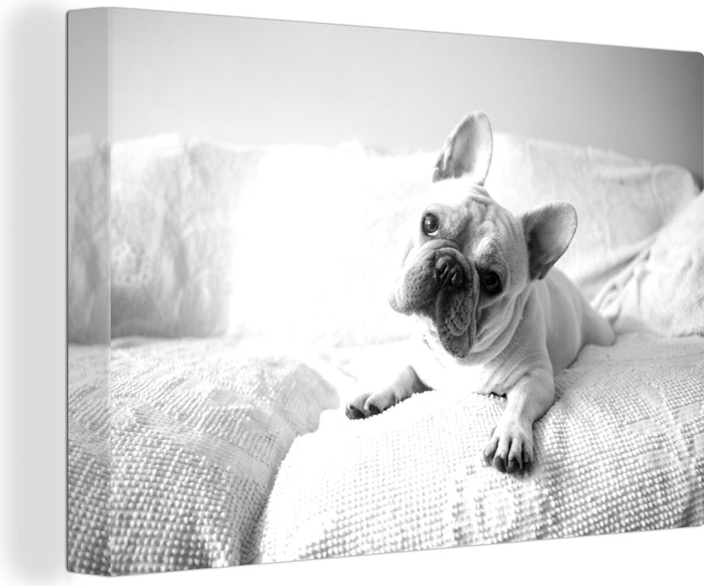 OneMillionCanvasses - Leinwandbilder - 140x90 cm, Weiße französische Bulldogge auf dem Sofa liegend - schwarz und weiß, Wandbilder Kunstdruck ...